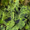 Mojito Colocasia Live Plant - Variegated Elephant Ear Starter - 6-10 Inch Tall - Image 1