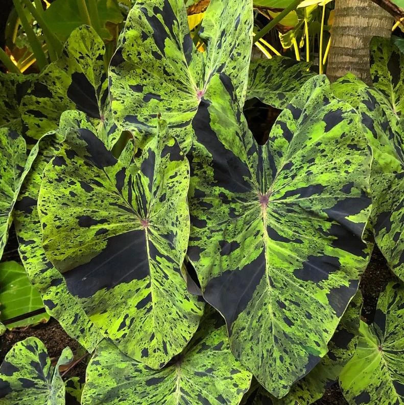 Mojito Colocasia Live Plant - Variegated Elephant Ear Starter - 6-10 Inch Tall - Image 1