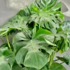 Monstera Deliciosa Live Plant - 4-6 Inch Tall, Split-Leaf Tropical Houseplant - Image 1
