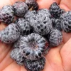 Mysore Raspberry Live Plant - Rubus niveus - Tropical Berry - 3-6" Tall - Image 1