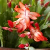 Orange Christmas Cactus Live Plant - 2 Plants, 3-6" Tall in 3" Pot, Schlumbergera truncata - Image 1