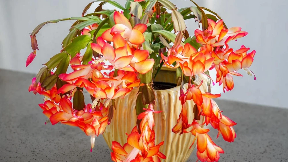 Orange Christmas Cactus Live Plant, 5-6in Tall, 3in Pot, Schlumbergera Houseplant - Image 2