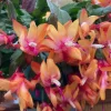 Orange Christmas Cactus Live Plant, 5-6in Tall, 3in Pot, Schlumbergera Houseplant - Image 1