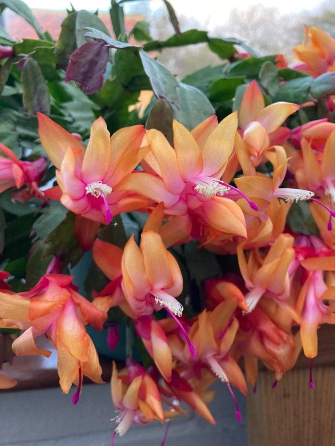Orange Christmas Cactus Live Plant, 5-6in Tall, 3in Pot, Schlumbergera Houseplant - Image 1