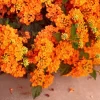 Orange Lantana Live Plant – 3-5 Inches Tall – Flowering Shrub - Image 1