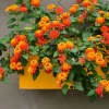 Orange Lantana Live Plant - 3-5" Tall - Bright Blooming Perennial - Outdoor - Image 1