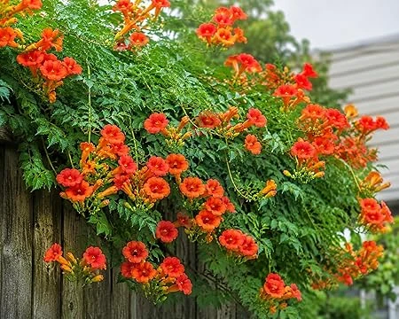 Orange Trumpet Vine Live Plant – 3in Pot – Fast Growing – Outdoor - Image 2