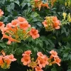 Orange Trumpet Vine Live Plant – 3in Pot – Fast Growing – Outdoor - Image 1