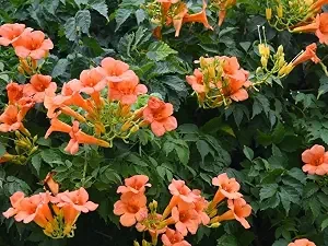 Orange Trumpet Vine Live Plant – 3in Pot – Fast Growing – Outdoor - Image 1