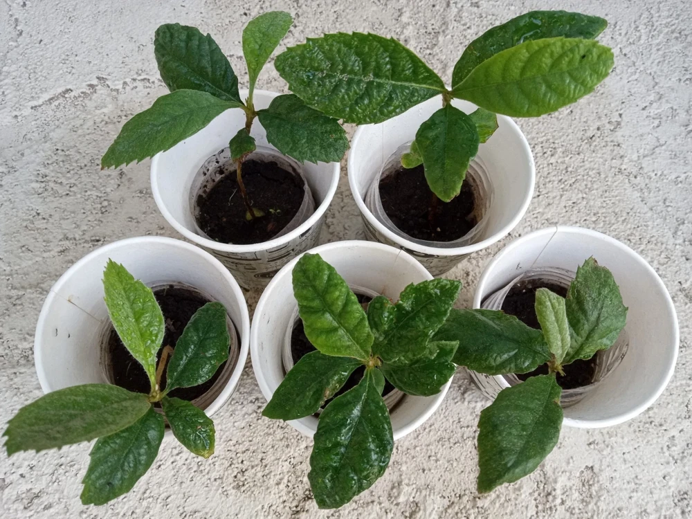 Organic Golden Loquat Live Fruit Tree - Evergreen Perennial Plant Plug - Image 2