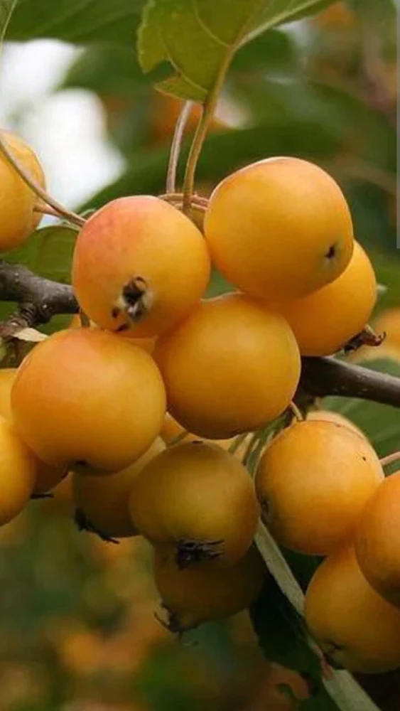 Organic Golden Loquat Live Fruit Tree - Evergreen Perennial Plant Plug - Image 1