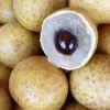 Organic Longan Seeds - 5 Pack - Exotic Tropical Fruit Seeds for Planting - Edible - Image 1