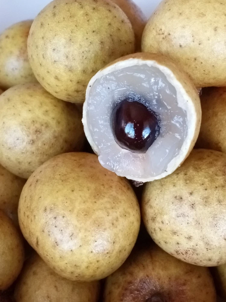 Organic Longan Seeds - 5 Pack - Exotic Tropical Fruit Seeds for Planting - Edible - Image 1