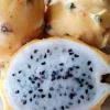 Organic Palora Yellow Dragon Fruit Seeds - Hylocereus Pitaya - 15 Seeds - Image 1