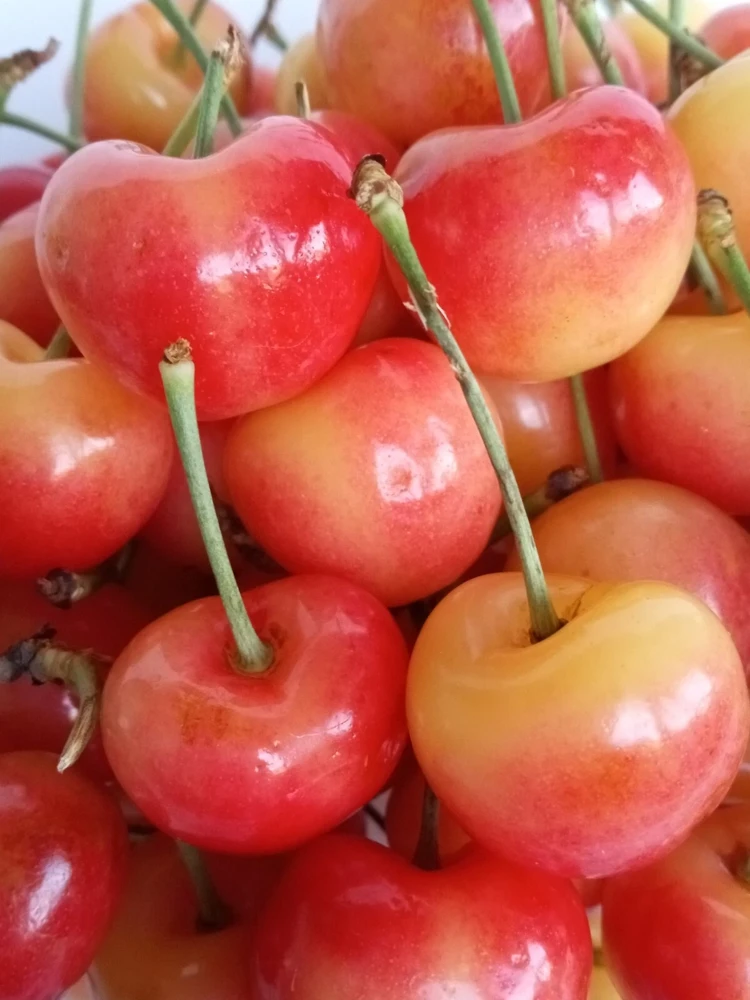 Organic Rainier Cherry Seeds - 5 Pack Edible Fruit Tree Seeds for Outdoor Planting - Image 2