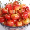 Organic Rainier Cherry Seeds - 5 Pack Edible Fruit Tree Seeds for Outdoor Planting - Image 1