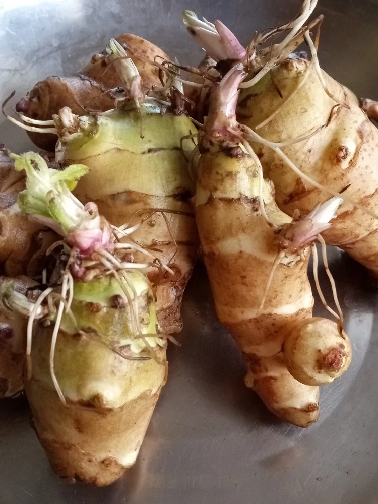 Organic White Fuseau Sunchoke Jerusalem Artichoke Bulbs 8 oz - Edible Perennial - Image 2