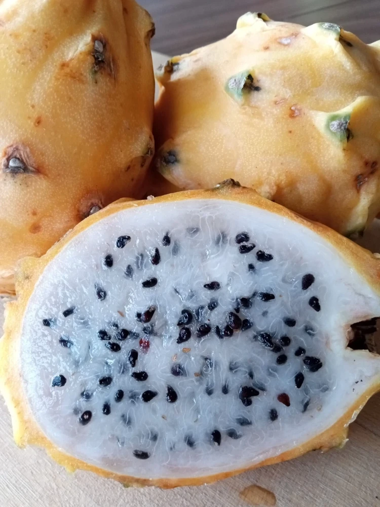 Palora Yellow Dragon Fruit Cutting - Live Plant - 1 Matured Cutting - Outdoor Edible Fruit - Image 2