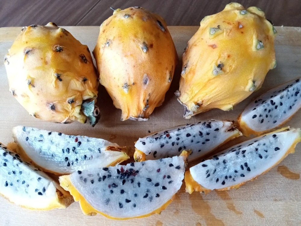 Palora Yellow Dragon Fruit Cutting - Live Plant - 1 Matured Cutting - Outdoor Edible Fruit - Image 3