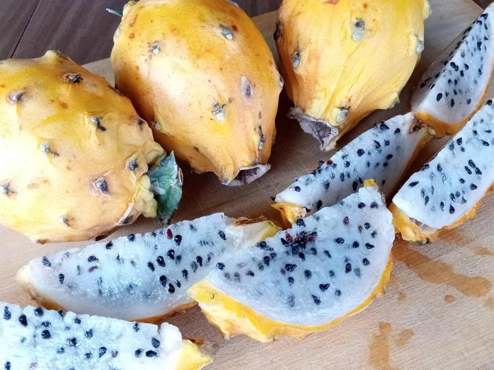 Palora Yellow Dragon Fruit Cutting - Live Plant - 1 Matured Cutting - Outdoor Edible Fruit - Image 4