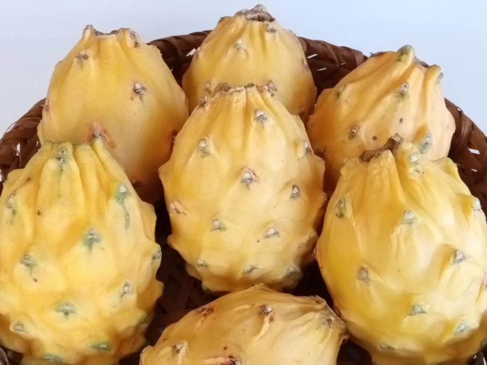 Palora Yellow Dragon Fruit Cutting - Live Plant - 1 Matured Cutting - Outdoor Edible Fruit - Image 5