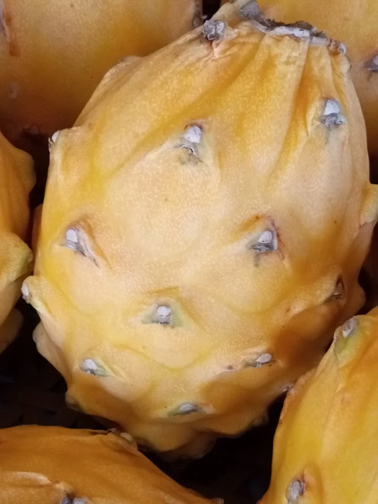 Palora Yellow Dragon Fruit Cutting - Live Plant - 1 Matured Cutting - Outdoor Edible Fruit - Image 6