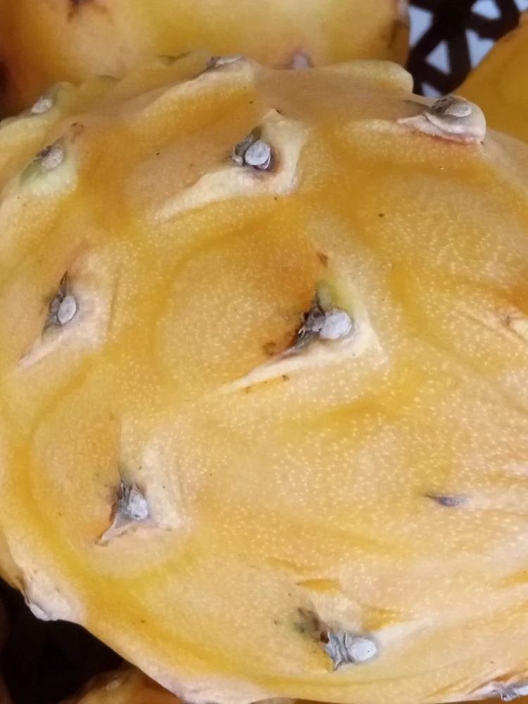 Palora Yellow Dragon Fruit Cutting - Live Plant - 1 Matured Cutting - Outdoor Edible Fruit - Image 7