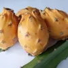 Palora Yellow Dragon Fruit Cutting - Live Plant - 1 Matured Cutting - Outdoor Edible Fruit - Image 1
