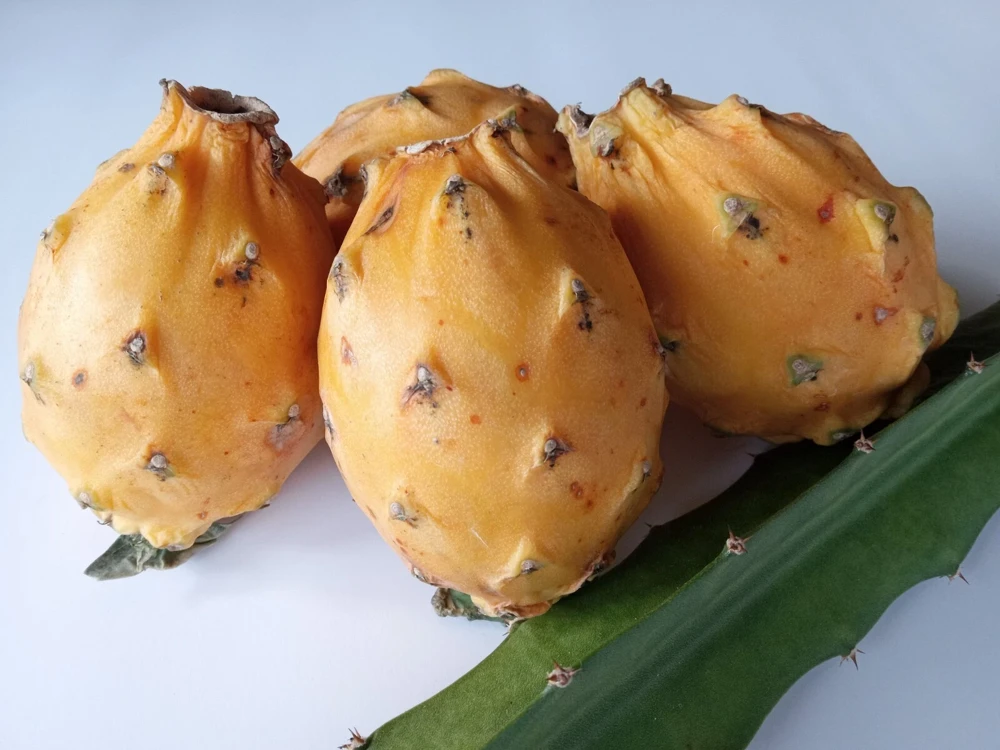 Palora Yellow Dragon Fruit Cutting - Live Plant - 1 Matured Cutting - Outdoor Edible Fruit - Image 1