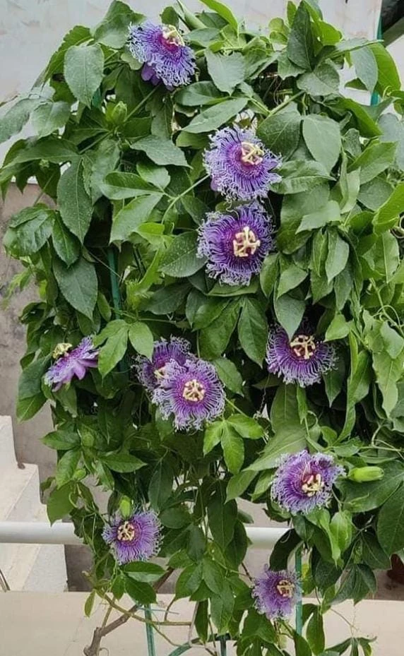 Passiflora Inspiration Live Plant - 4-8" Tall Exotic Flowering Vine for Trellis - Image 4