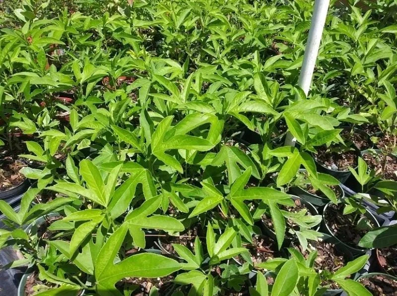 Passiflora Inspiration Live Plant - 4-8" Tall Exotic Flowering Vine for Trellis - Image 5