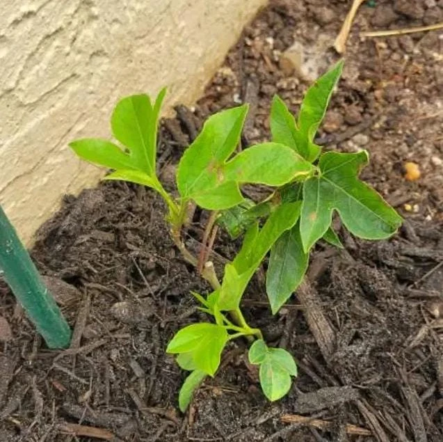 Passiflora Inspiration Live Plant - 4-8" Tall Exotic Flowering Vine for Trellis - Image 6