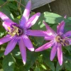 Passiflora Lady Lavender Live Plant - 6-8" Tall Passion Flower Vine Outdoor - Image 1