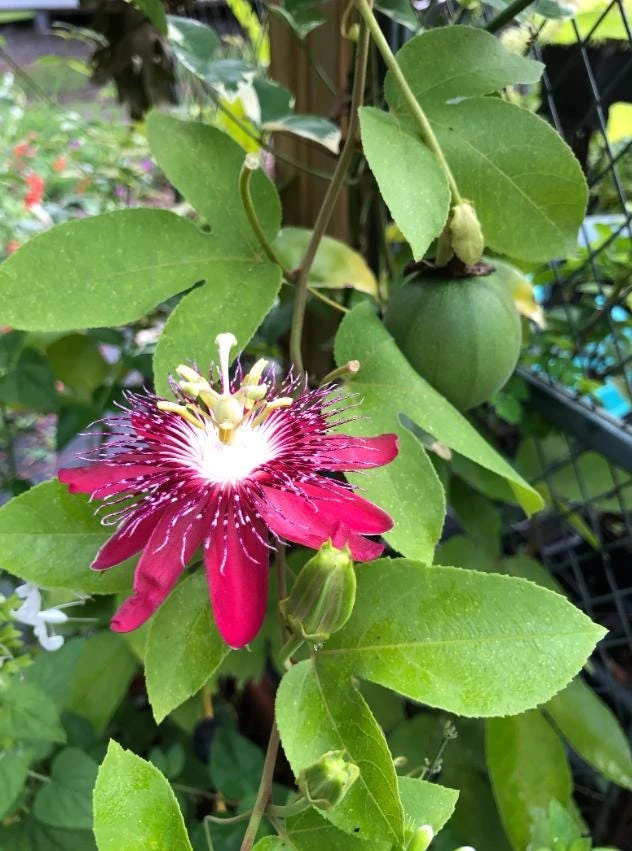 Passiflora Lady Margaret Live Plant - 5-8" Tall Passion Flower Vine - Outdoor - Image 4