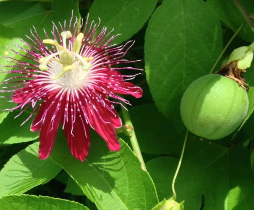 Passiflora Lady Margaret Live Plant - 5-8" Tall Passion Flower Vine - Outdoor - Image 5