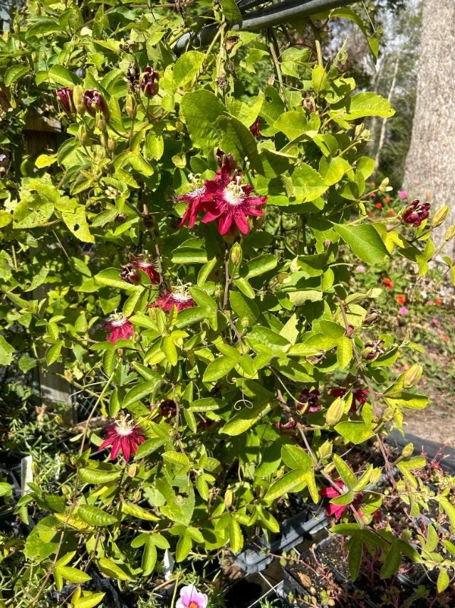Passiflora Lady Margaret Live Plant - 5-8" Tall Passion Flower Vine - Outdoor - Image 6