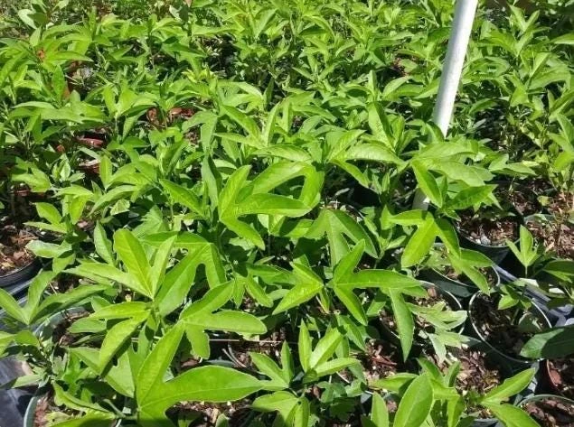 Passiflora Lady Margaret Live Plant - 5-8" Tall Passion Flower Vine - Outdoor - Image 7