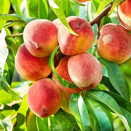 Peach Tree Live Plant – 18-22 inch Tall – 1 Gallon Pot – Outdoor Fruit Tree - Image 2