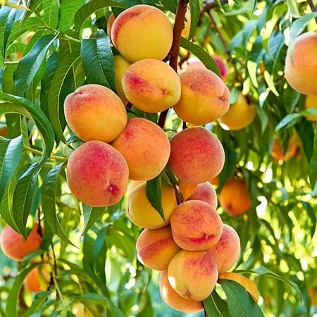 Peach Tree Live Plant – 18-22 inch Tall – 1 Gallon Pot – Outdoor Fruit Tree - Image 1