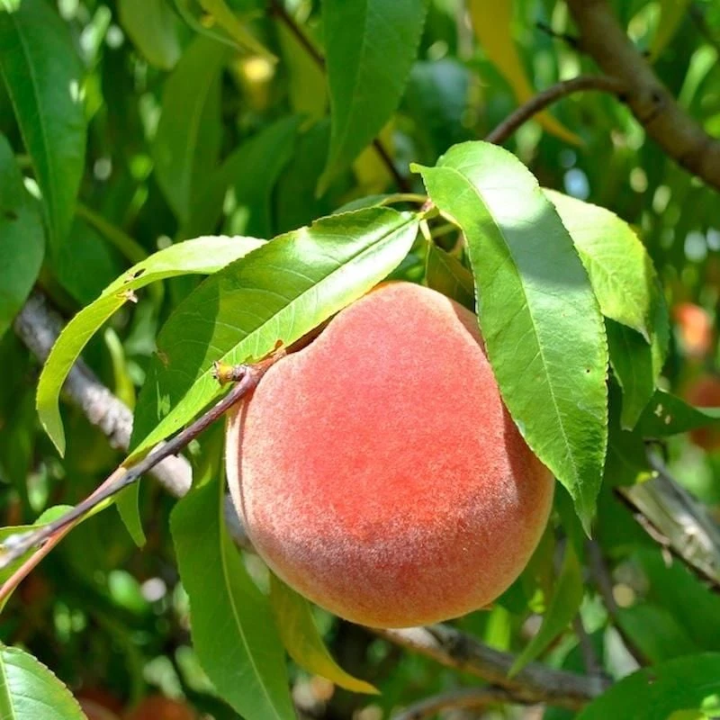 Peach Tree Live Plant – 6-10 inch – Half Gallon Pot – Outdoor Fruit Tree - Image 2