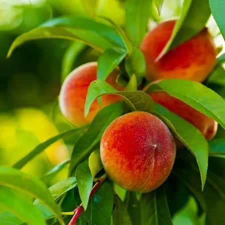 Peach Tree Live Plant – 6-10 inch – Half Gallon Pot – Outdoor Fruit Tree - Image 1