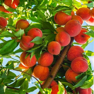 Peach Tree Live Plant – 8-12 Inch – Fruit Tree – Outdoor - Image 2