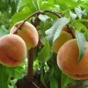 Peach Tree Live Plant – 8-12 Inch – Fruit Tree – Outdoor - Image 1