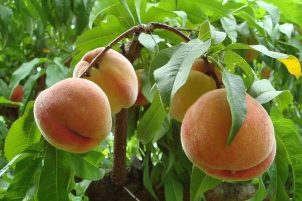 Peach Tree Live Plant – 8-12 Inch – Fruit Tree – Outdoor - Image 1