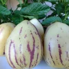 Pepino Melon Live Plant - Golden Sweet Solanum Muricatum - 1 Rooted Starter - Image 1