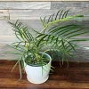 Philodendron Tortum Live Plant - Rare Tropical Houseplant - 6-8" Tall - Image 1