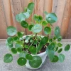 Pilea Peperomioides Live Houseplant - Chinese Money Plant Evergreen Perennial - Image 1