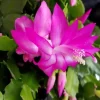 Pink Christmas Cactus Live Plant - 3" Pot - Schlumbergera truncata - Indoor - Image 1