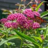 Pink Milkweed Plant - Asclepias incarnata Live Perennial 3-5" Tall - Outdoor - Image 1