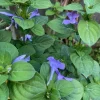 Purple Barleria Live Plant – 1 Gallon Pot – Vibrant Garden Shrub - Image 1